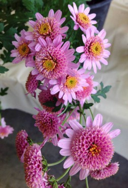 Chrysanthemums