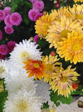 Chrysanthemums