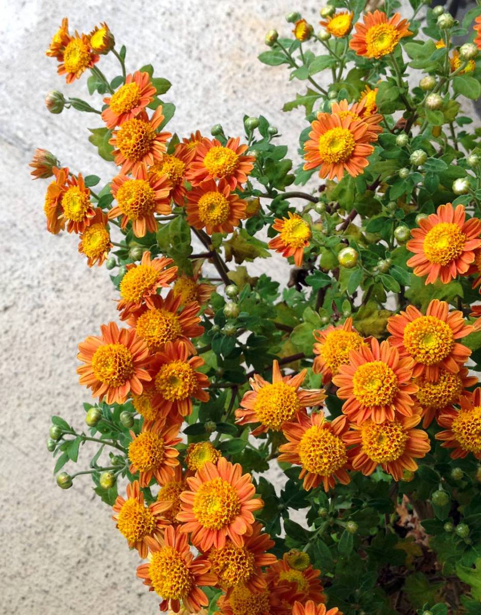 WSMAG.NET | Garden Chrysanthemums — Colorful Hardy Flowers | Featured