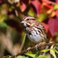 Song Sparrow in Autumn Plumage