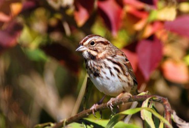 Song Sparrow in Autumn Plumage