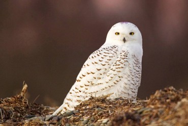 Get The Dirt Snowy Owl