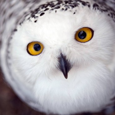 Get The Dirt Snowy Owl