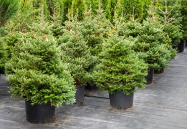 Potted Christmas Trees