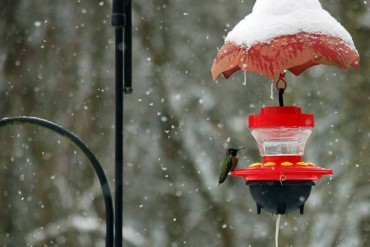 Snow Hummingbird Feeder