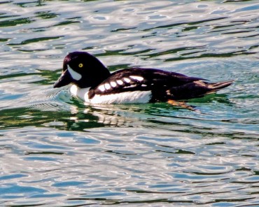 Male Barrow's goldeneye (Photo courtesy Richard Perkins)