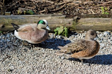 Male and female American wigeon