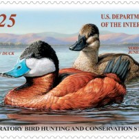 2016-2017 USA Duck Stamp