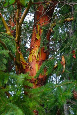 Arbutus menziesii