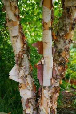 Betula nigra ‘Heritage’