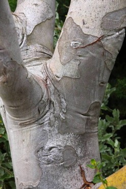 Eucalyptus pauciflora ssp debeuzevillei