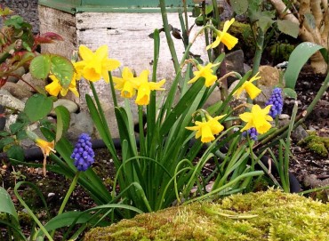 Daffodils and hyacinths