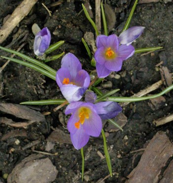 Purple crocus