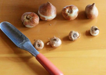 Bulbs and corms