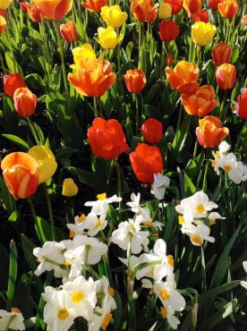 Tulips and white daffodils