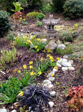 Miniature daffodils