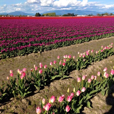 Skagit Valley Tulip Festival