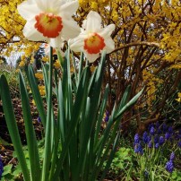 Narcissus a.k.a. daffodils