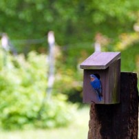 Time to Think About Birdhouses