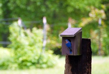 Time to Think About Birdhouses