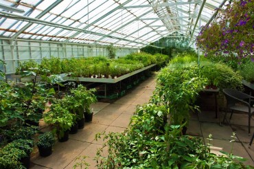 Garden Nursery Plants