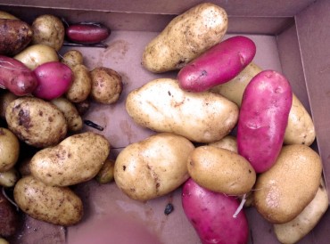 Volunteer potatoes. On the right are the potatoes from the hugelkultur bed, on the left are ones from a standard bed.