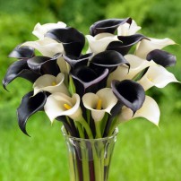 Calla lilies, like those with the black flowers of ‘Night Cap’ and white blooms of ‘Crystal Clear,’ are spring-planted bulbs that thrive in full sun or part shade and can be cut to create an elegant display indoors.