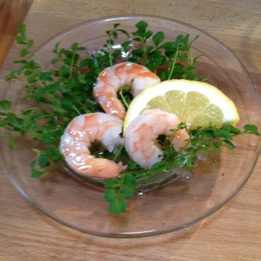 Shotweed (cardamine hirsuta) drizzled with lemon vinaigrette dressing in a shrimp salad.