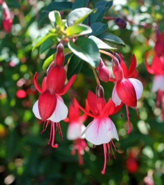 Fuchsias