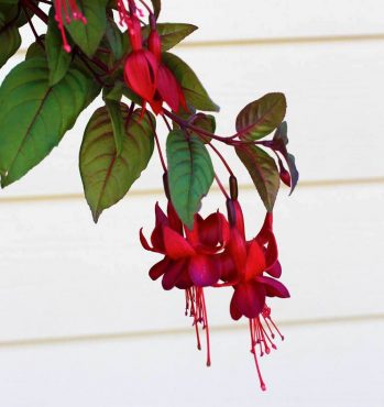 Marinka trailing fuchsia