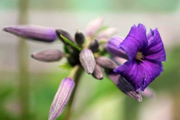 Clematis ‘New Love’