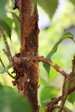 Corylus fargesii