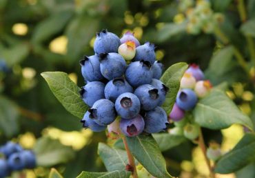 BrazelBerries 'Perpetua Blueberry' (Photo courtesy Fall Creek Nursery)