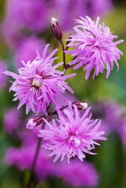 Lychnis ‘Petite Jenny’