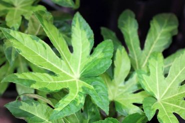 Fatsia japonica ‘Variegata’