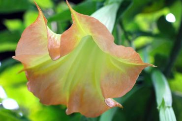 ‘Brugmansia Blush’ Angel’s Trumpet