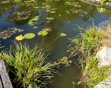 Pond or Water Feature