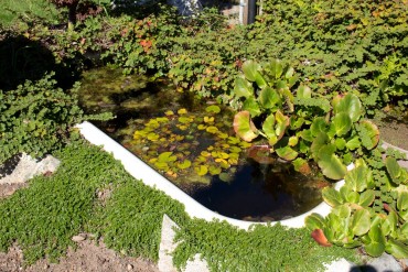 Pond or Water Feature