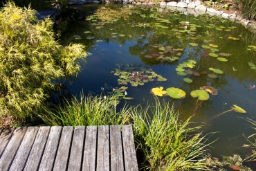 Pond or Water Feature