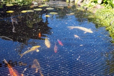 Pond or Water Feature