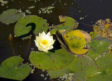 Pond or Water Feature