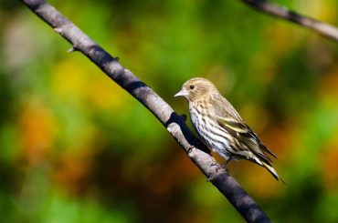 Pine Siskin