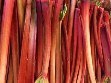 Stalks of ruby red rhubarb at the grocery store