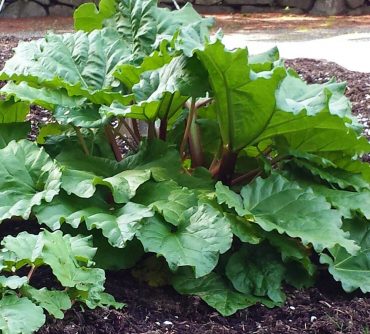 Beautiful rhubarb plant in the spring garden (Photo by Stan Adams)