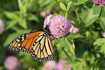 Monarch butterfly on clover