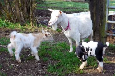 Herron Hill Goat Dairy