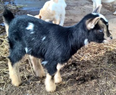 Herron Hill Goat Dairy