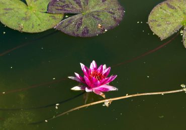 Hardy water lily