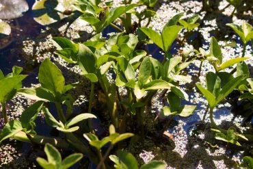Northwest native plant bog bean, Menyanthes trifoliate