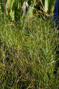 Cotton grass, Eriophorum angustifolium